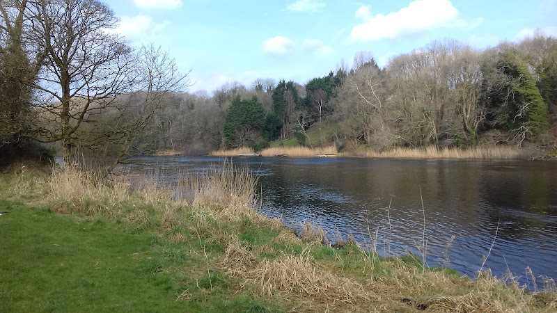 Castleroe Wood